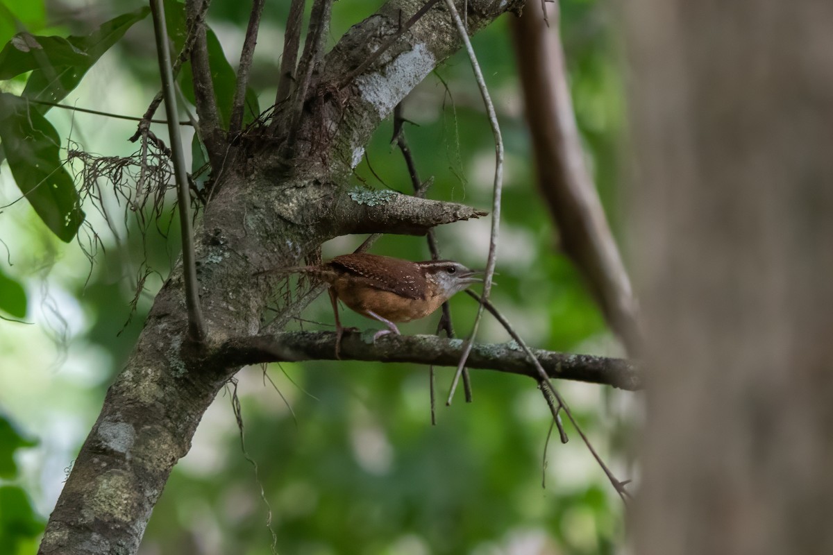 Carolina Wren - ML620496844