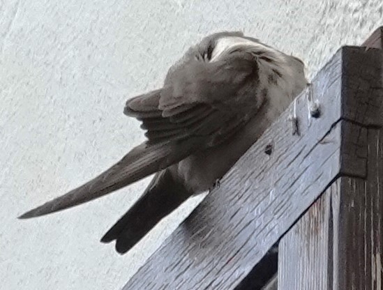 Eurasian Crag-Martin - Mark Robbins