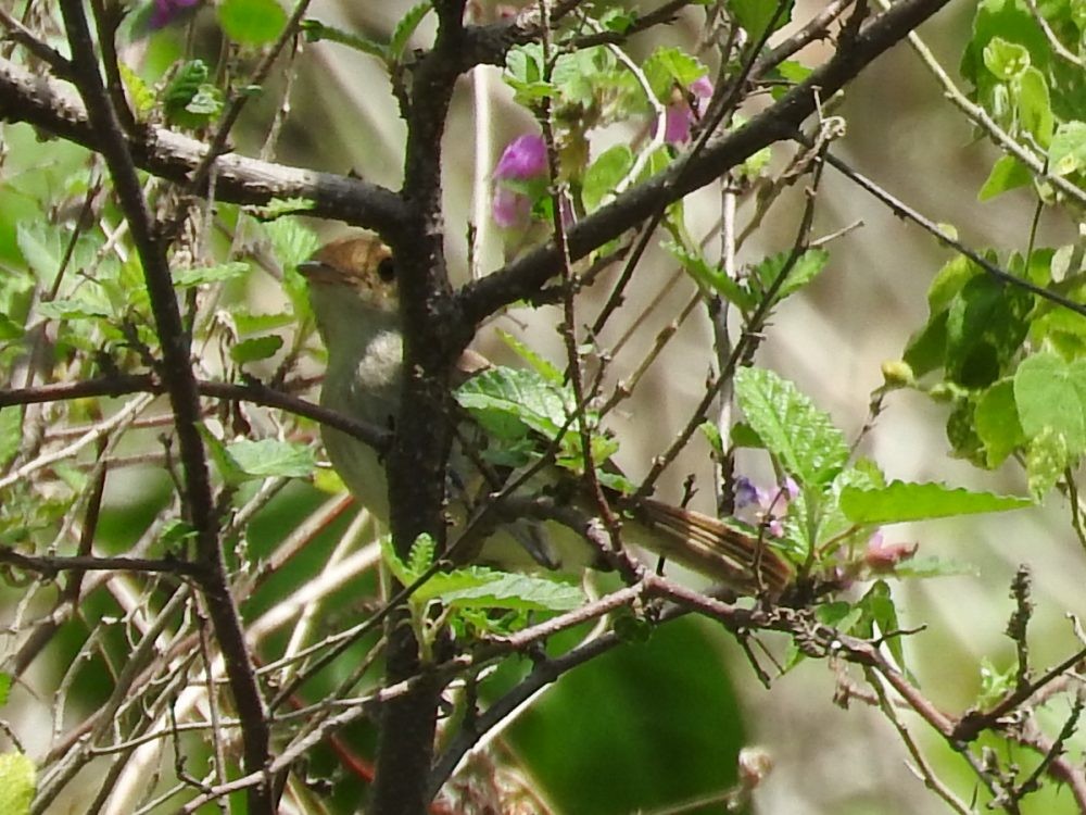 Fulvous-crowned Scrub-Tyrant - ML620496847