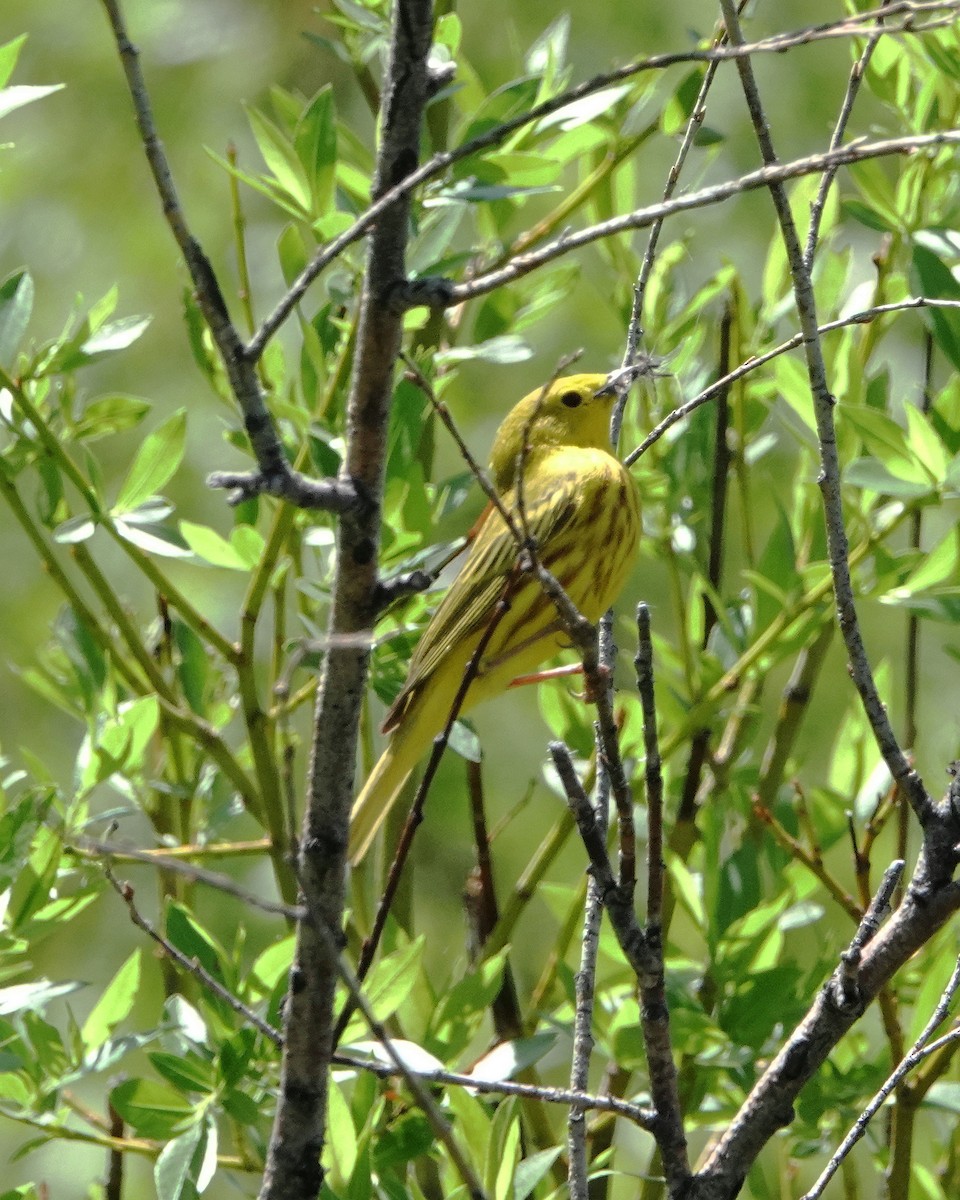 Yellow Warbler - ML620496852