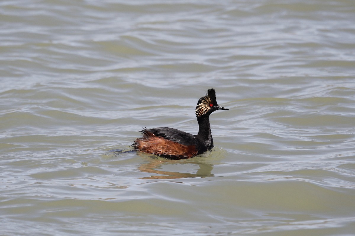 Eared Grebe - Bryce Loschen