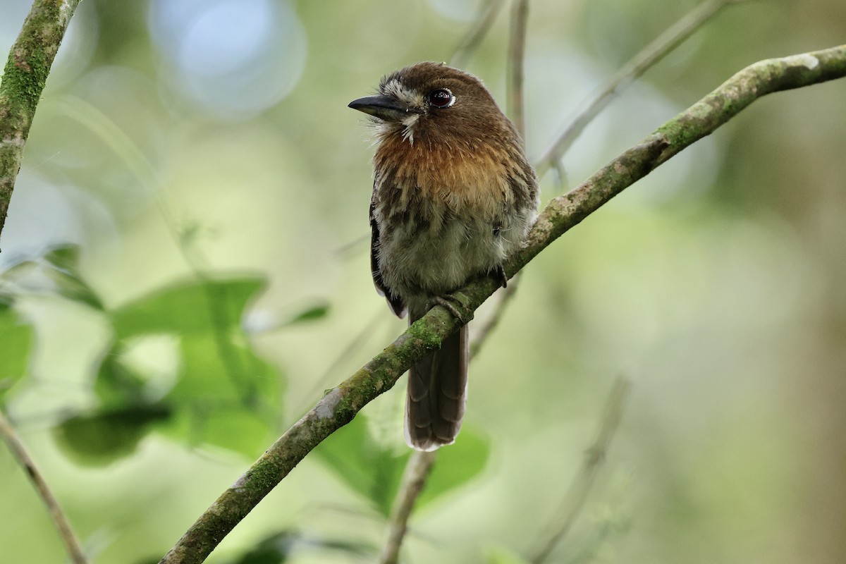 Moustached Puffbird - Gabriel Leite