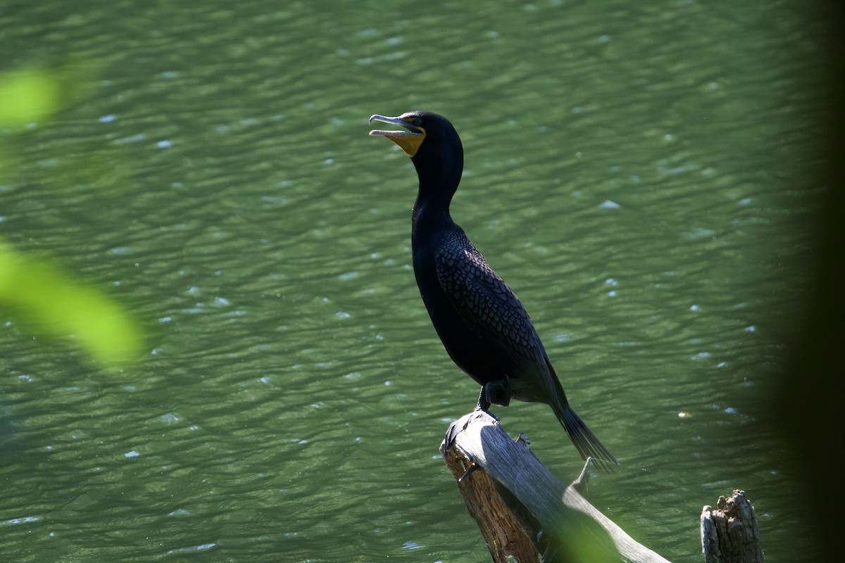 Double-crested Cormorant - Karina Ramkalawan