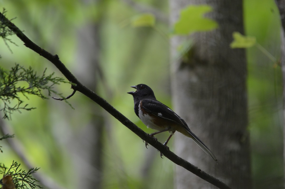 Eastern Towhee - ML620496859