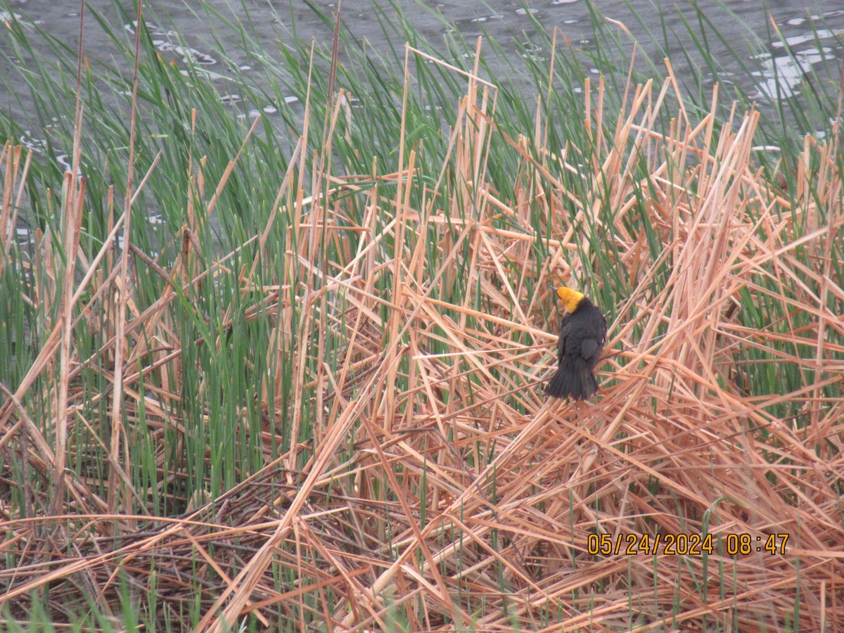 Yellow-headed Blackbird - ML620496864