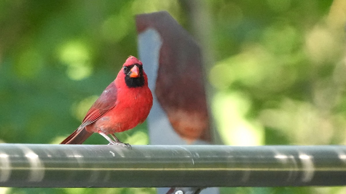 Northern Cardinal - ML620496866