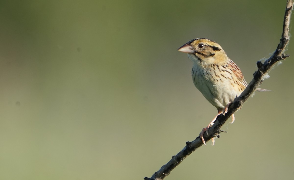 Henslow's Sparrow - ML620496869