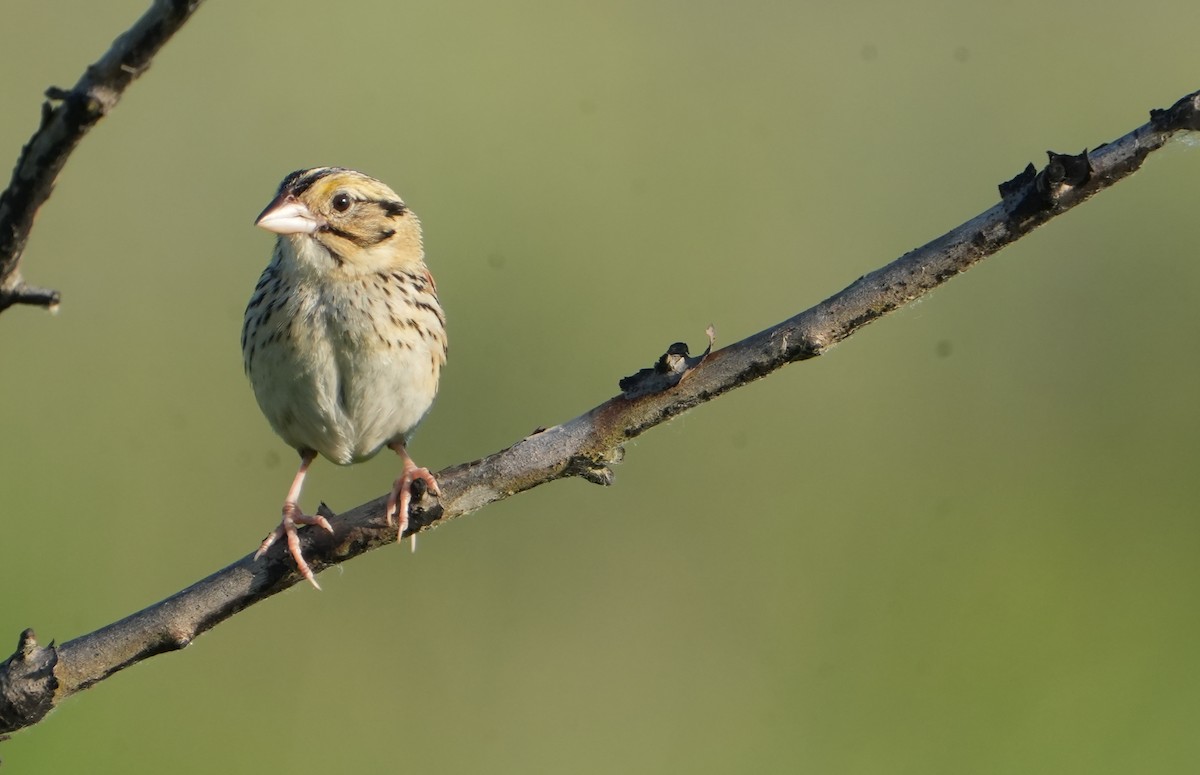 Henslow's Sparrow - ML620496871