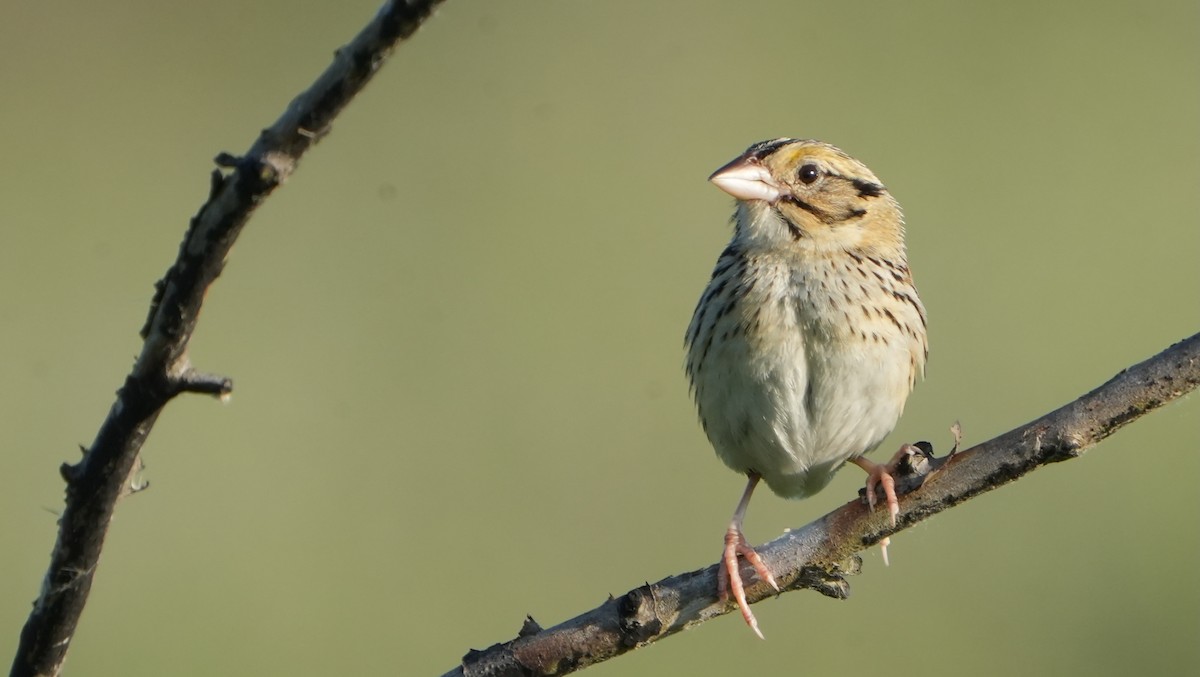 Henslow's Sparrow - ML620496872