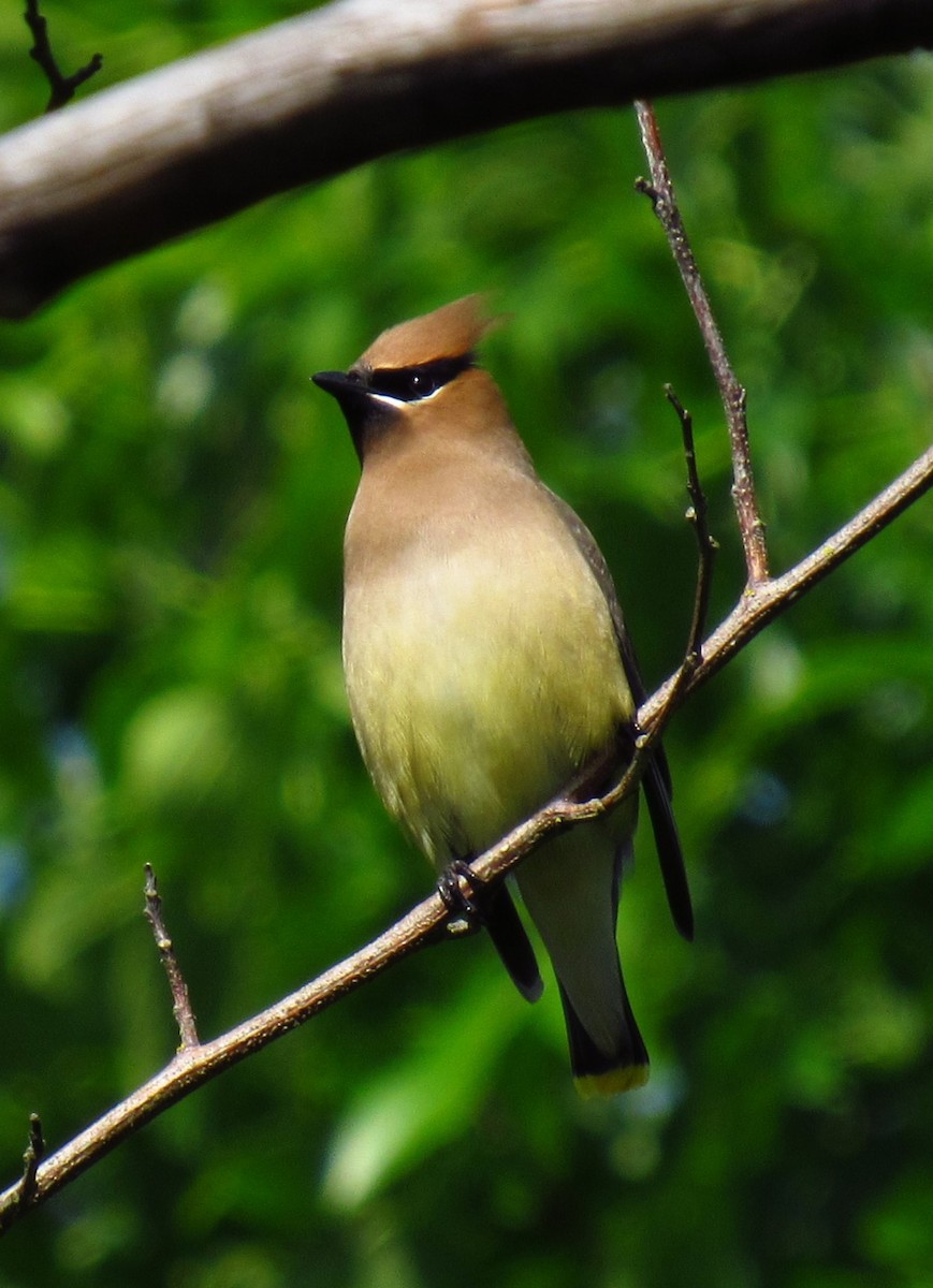 Cedar Waxwing - ML620496874