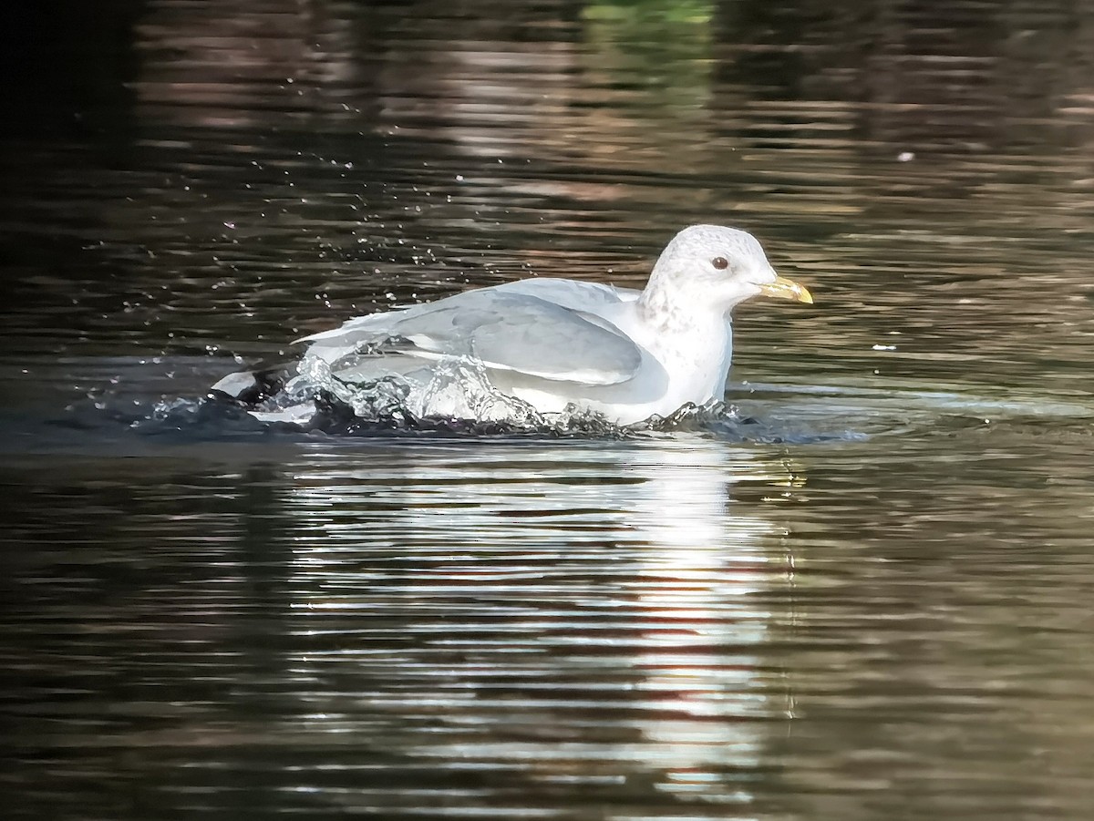 Common Gull - ML620496876