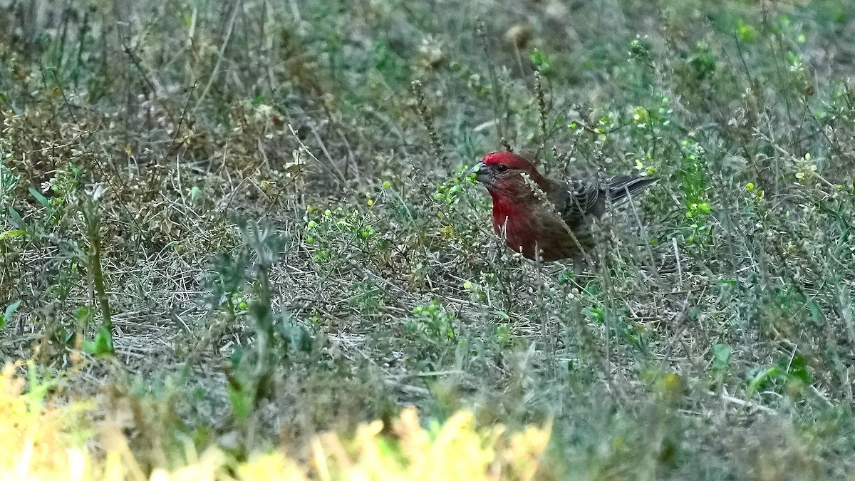 House Finch - ML620496877