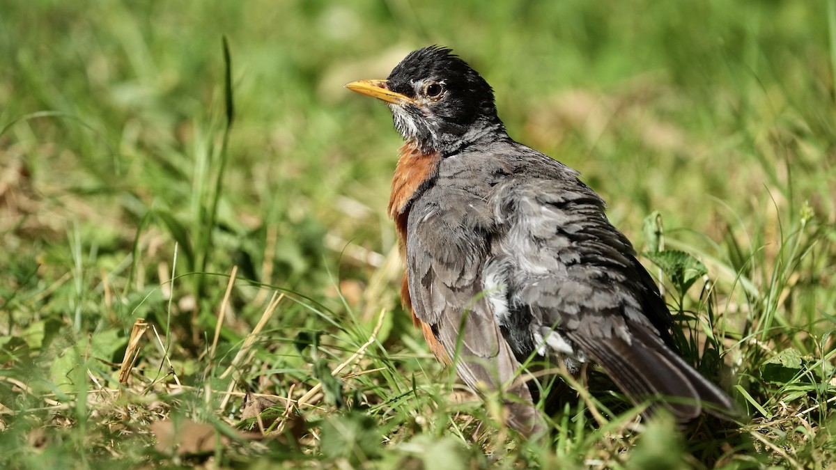 American Robin - ML620496881