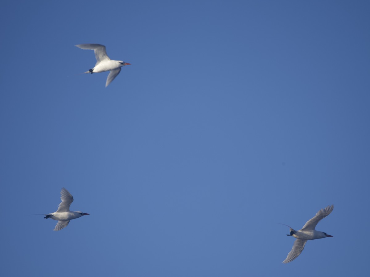 Red-tailed Tropicbird - Darwin 200 Voyage