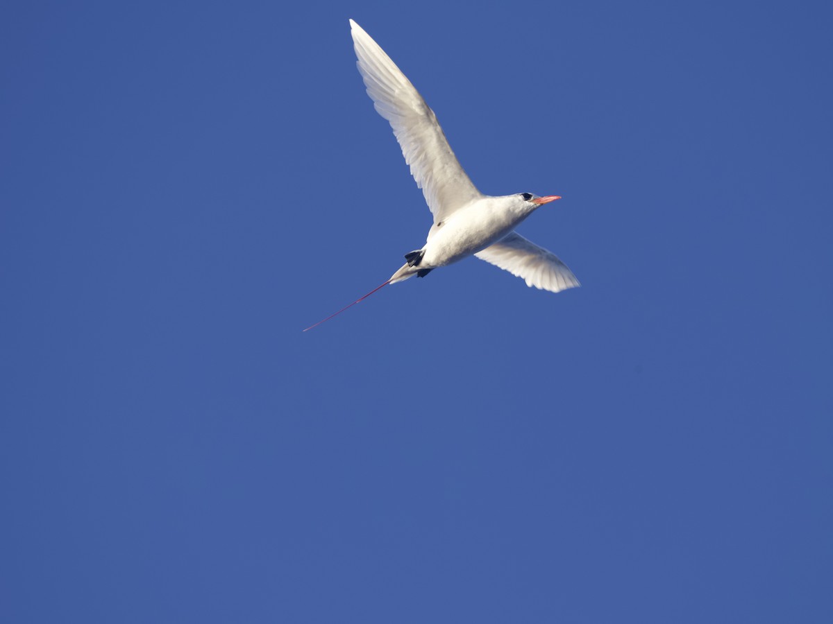 Red-tailed Tropicbird - ML620496892
