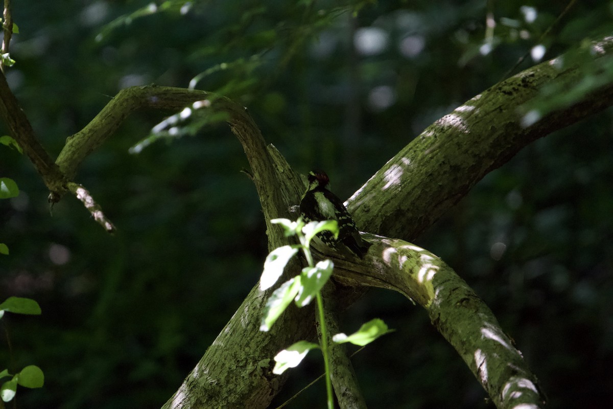 Downy Woodpecker - Karina Ramkalawan