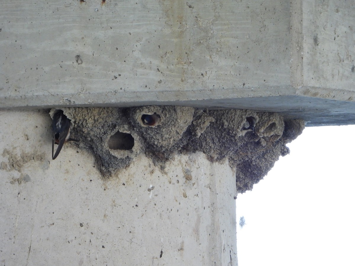 Cliff Swallow - ML620496896