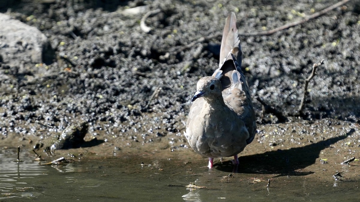 Mourning Dove - Sunil Thirkannad