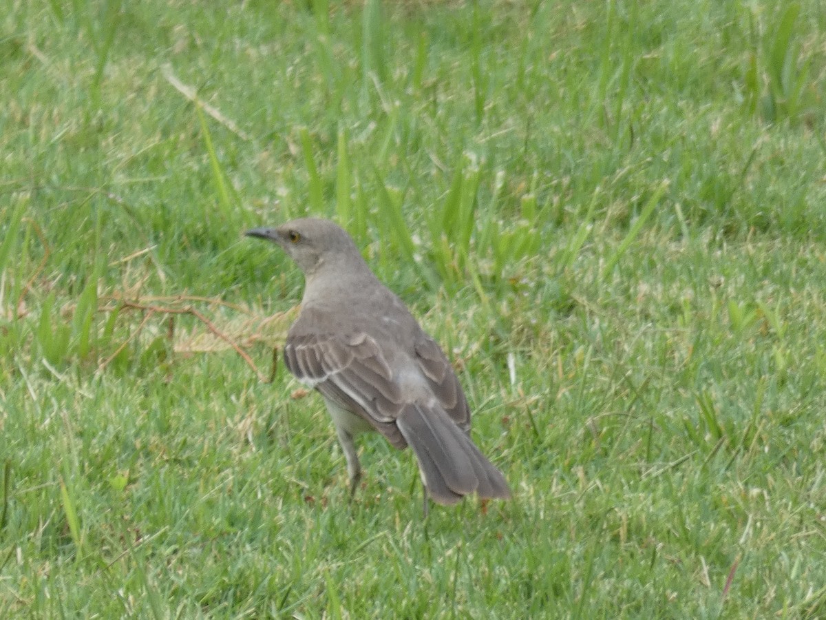 Northern Mockingbird - ML620496902