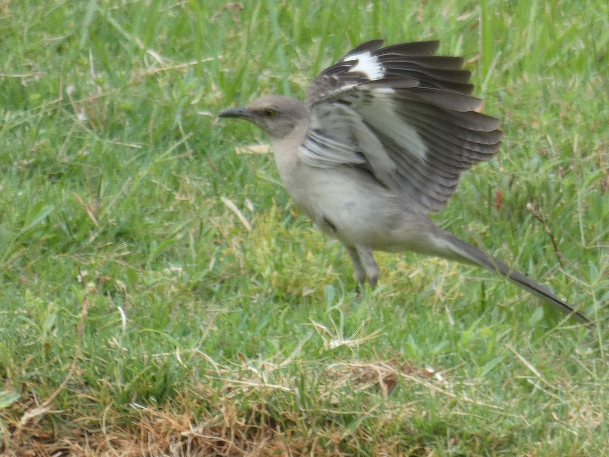 Northern Mockingbird - ML620496903