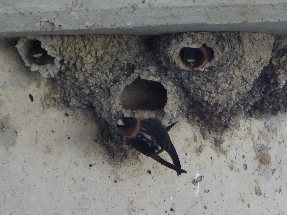 Cliff Swallow - ML620496906