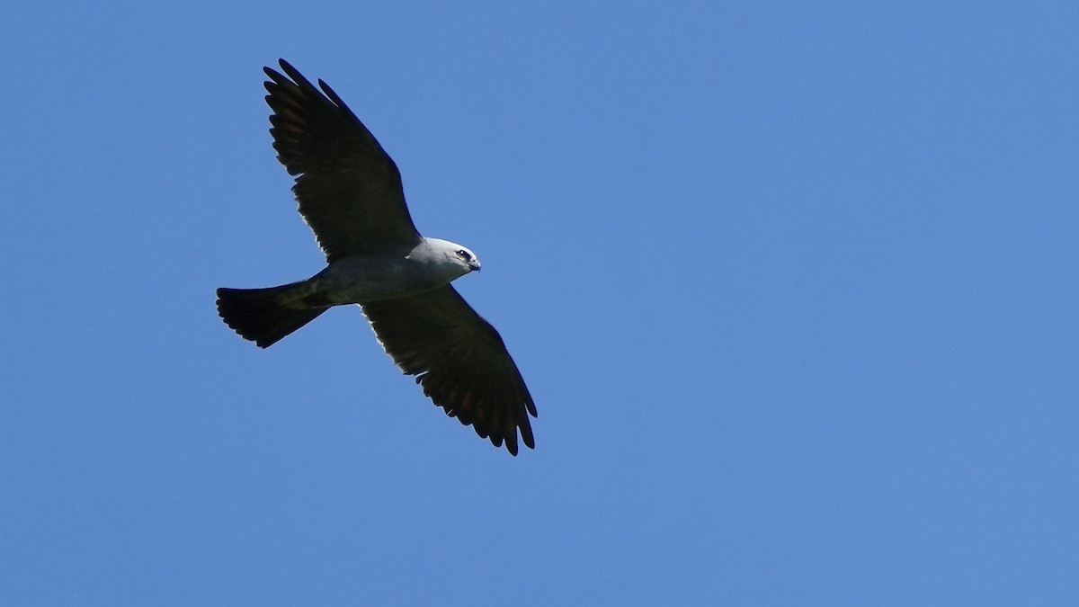 Mississippi Kite - Sunil Thirkannad