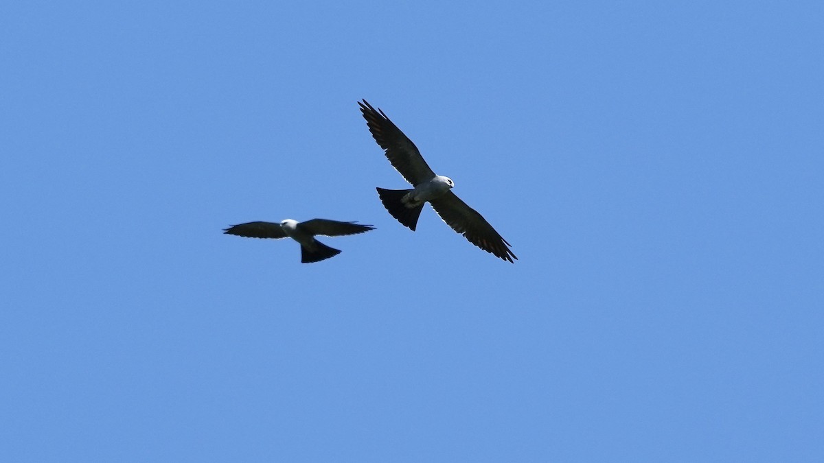 Mississippi Kite - ML620496908