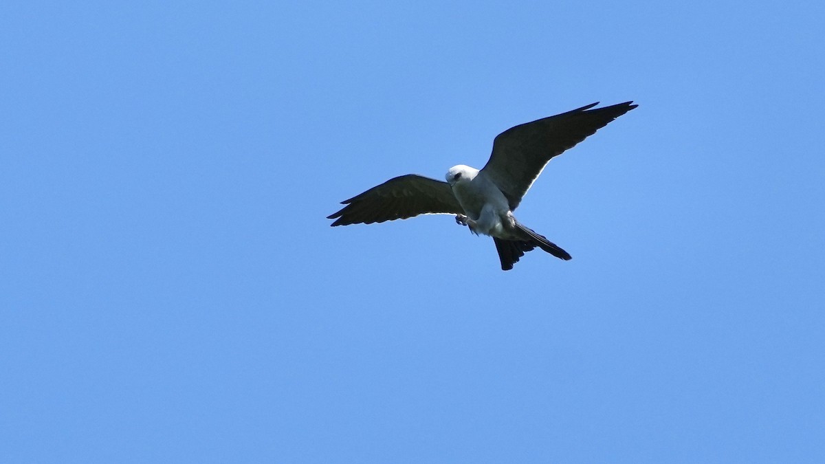 Mississippi Kite - ML620496910