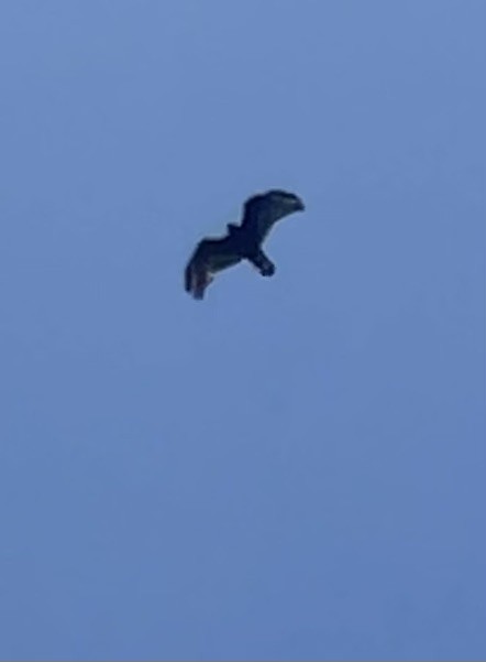 Zone-tailed Hawk - ML620496911