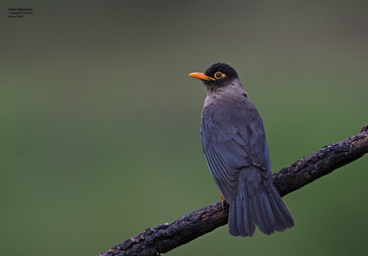 Indian Blackbird - ML620496916