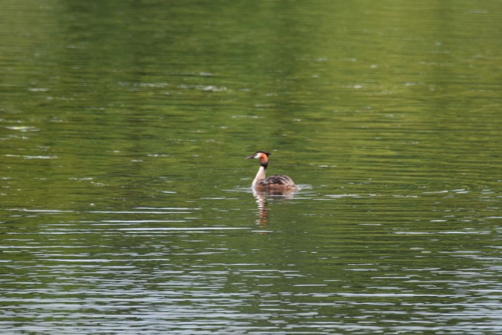 Great Crested Grebe - Nick Layt