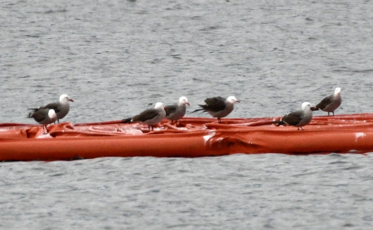 Gaviota Mexicana - ML620496920