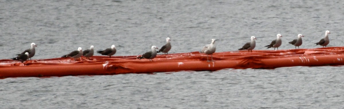 Heermann's Gull - ML620496921