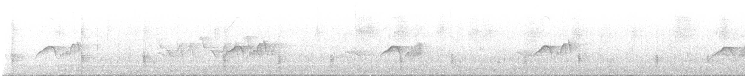 Светлобрюхий фиби - ML620496923