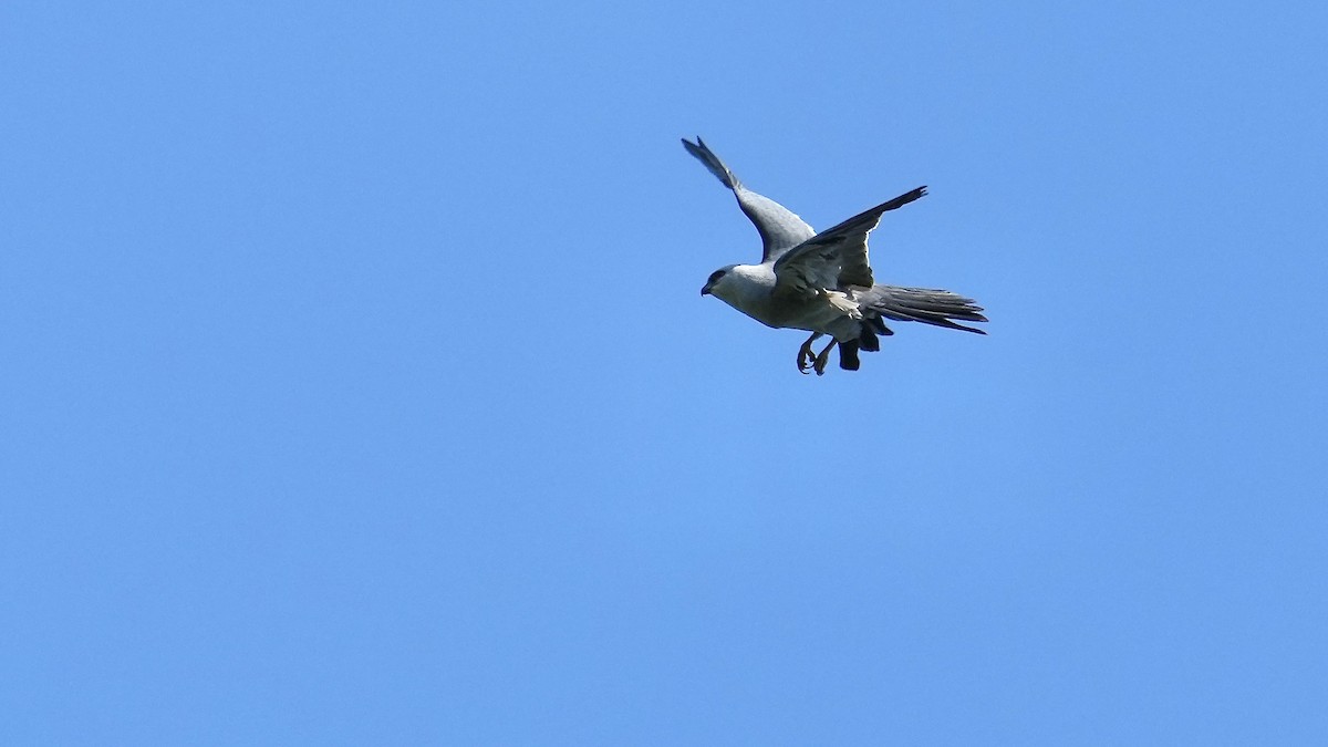 Mississippi Kite - Sunil Thirkannad