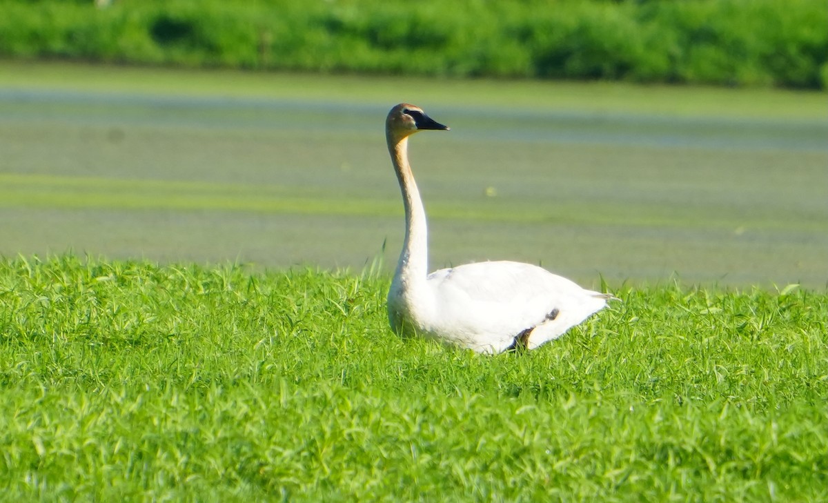 Cisne Trompetero - ML620496936