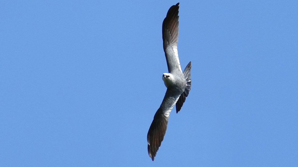 Mississippi Kite - ML620496938