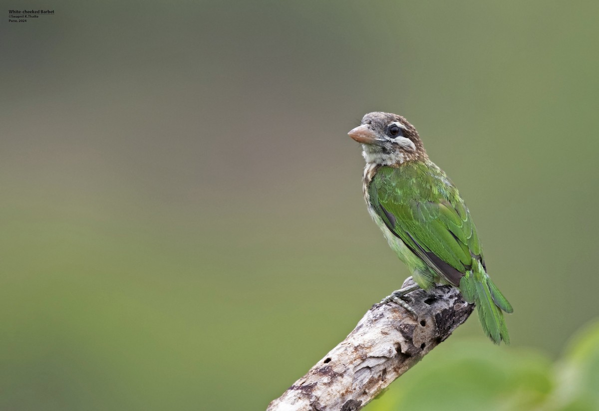 White-cheeked Barbet - ML620496941