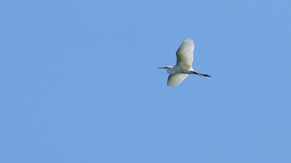 Great Egret - ML620496945