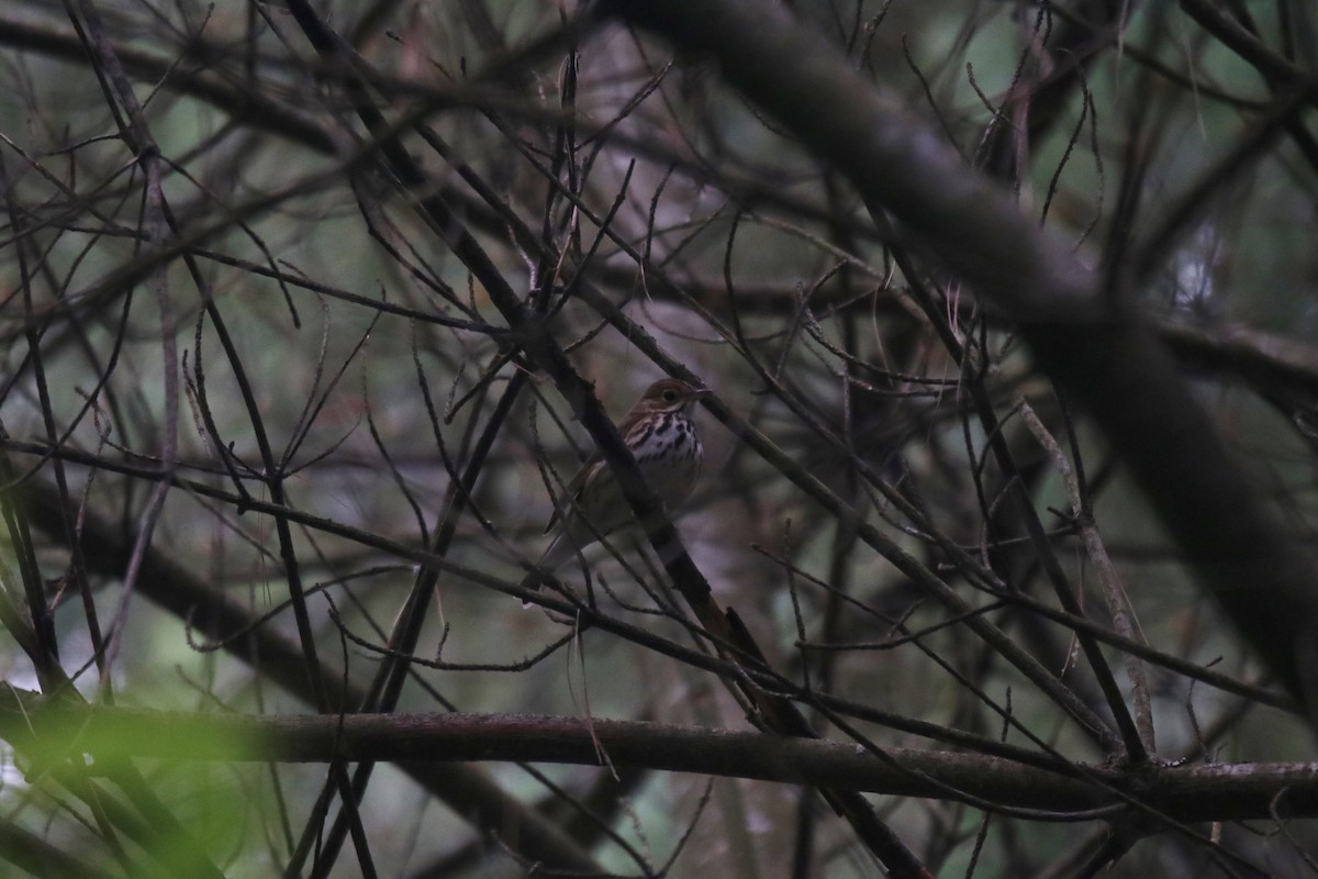 Ovenbird - ML620496951