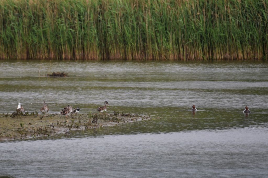 Common Pochard - ML620496952