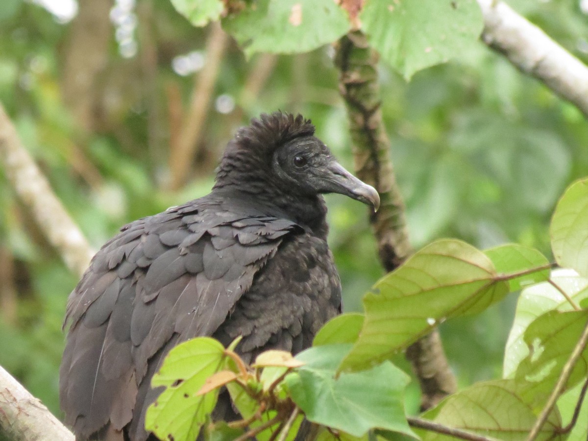 Black Vulture - Gary Prescott