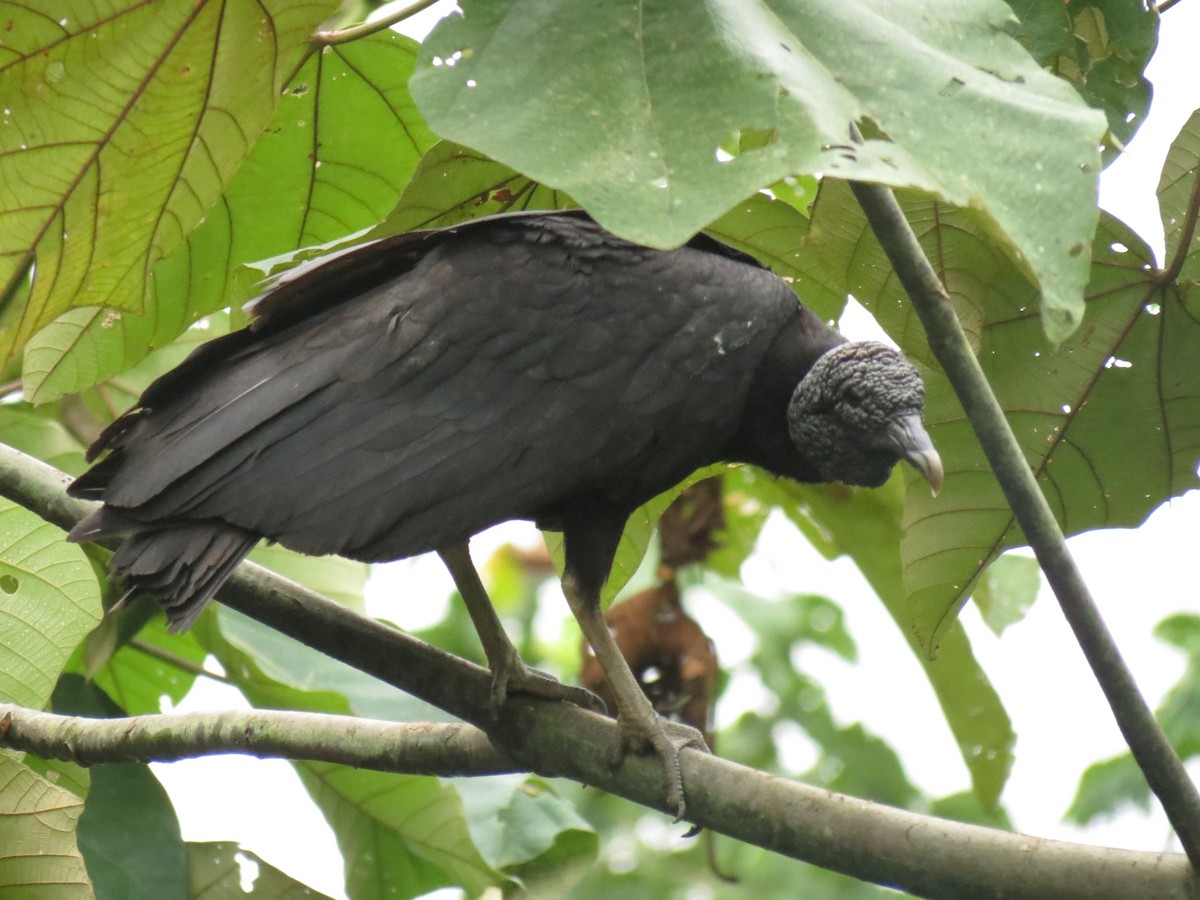 Black Vulture - ML620496956