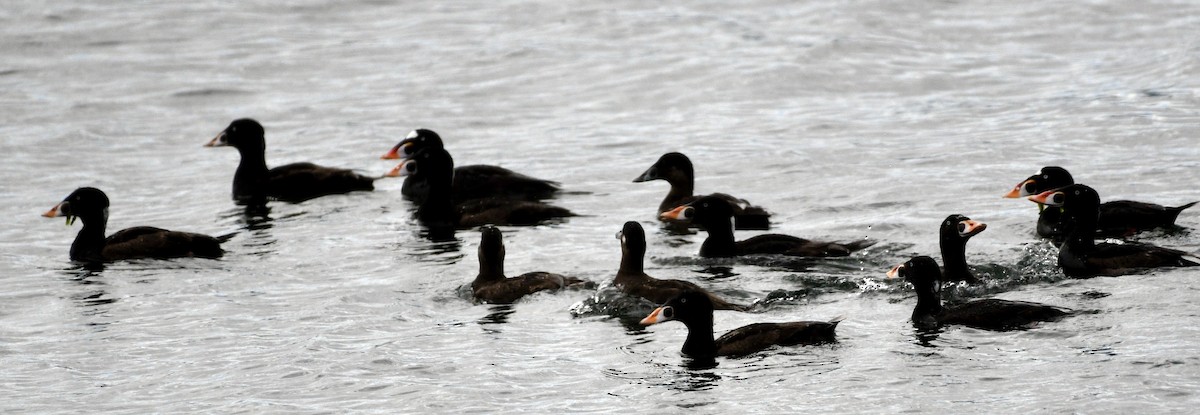 Surf Scoter - ML620496958