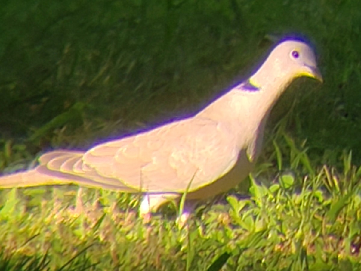 Eurasian Collared-Dove - ML620496960