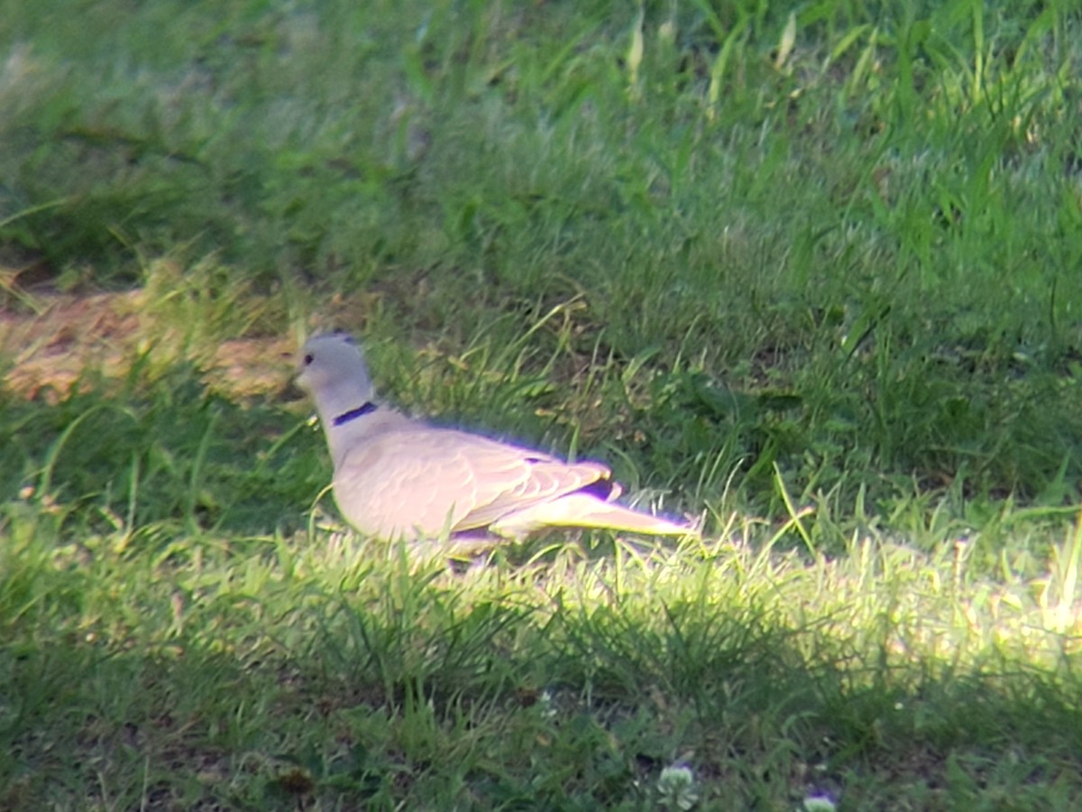 Eurasian Collared-Dove - ML620496961