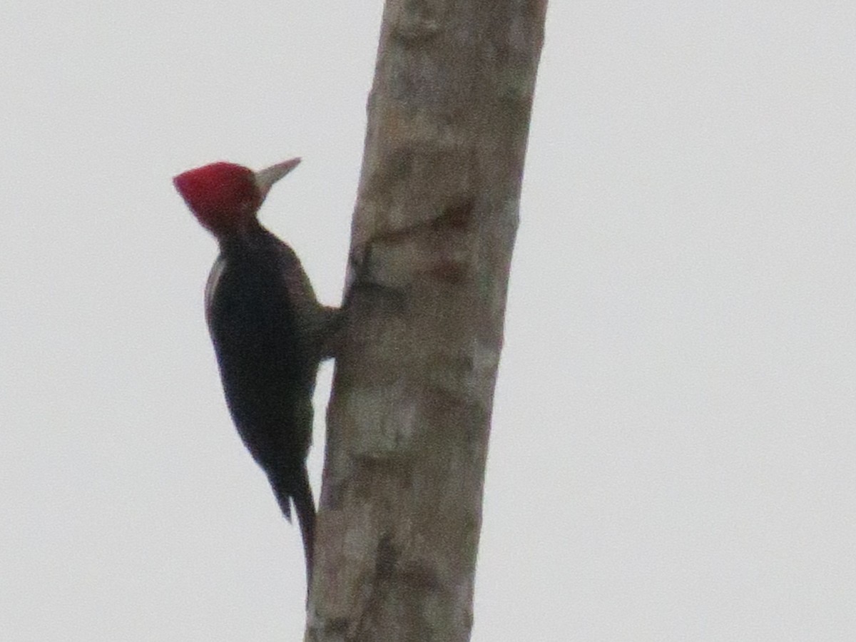 Crimson-crested Woodpecker - ML620496963