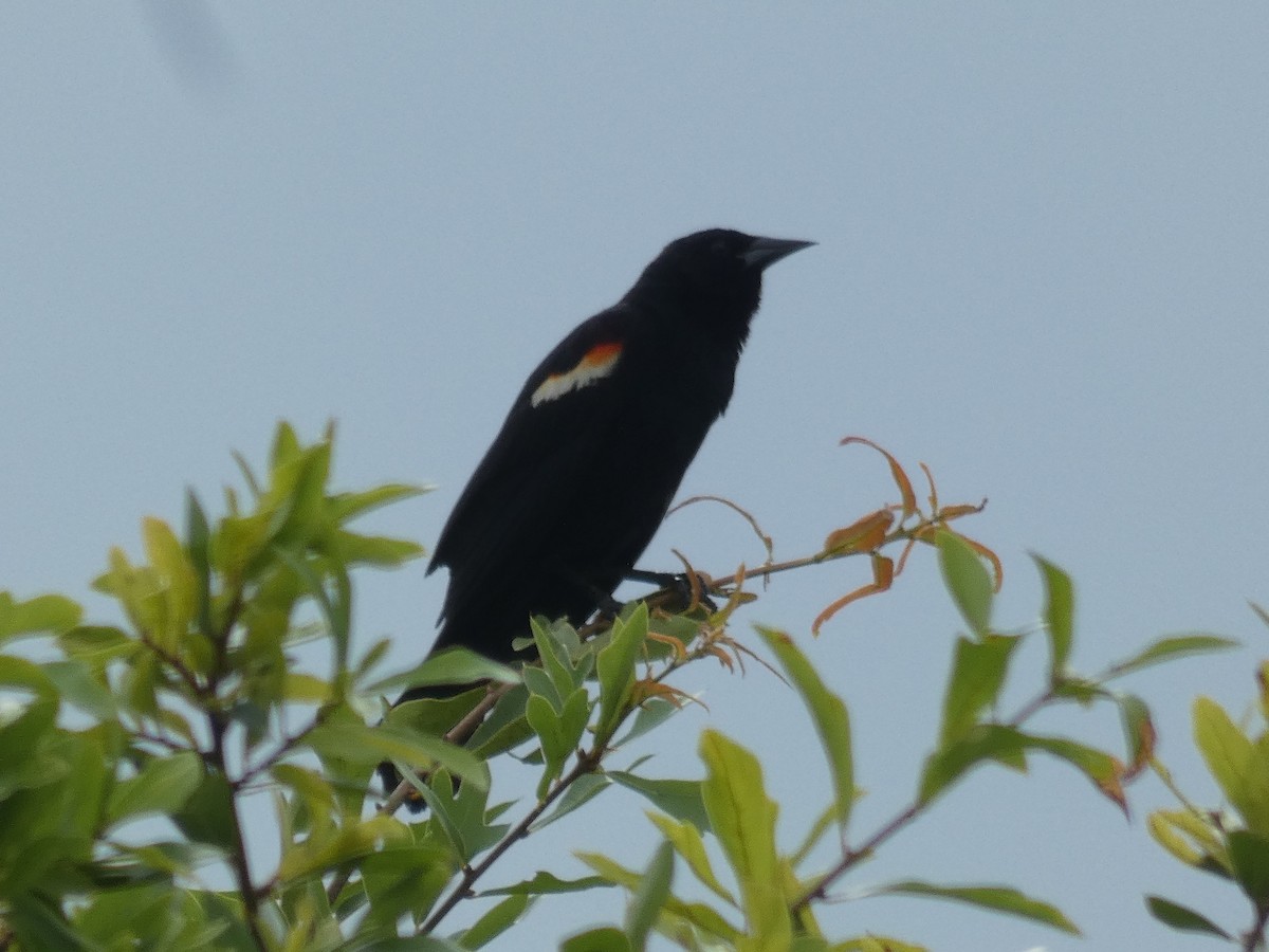 Red-winged Blackbird - ML620496969