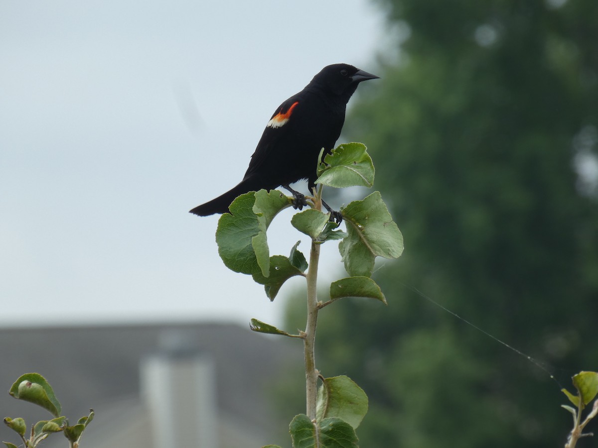 Red-winged Blackbird - ML620496970