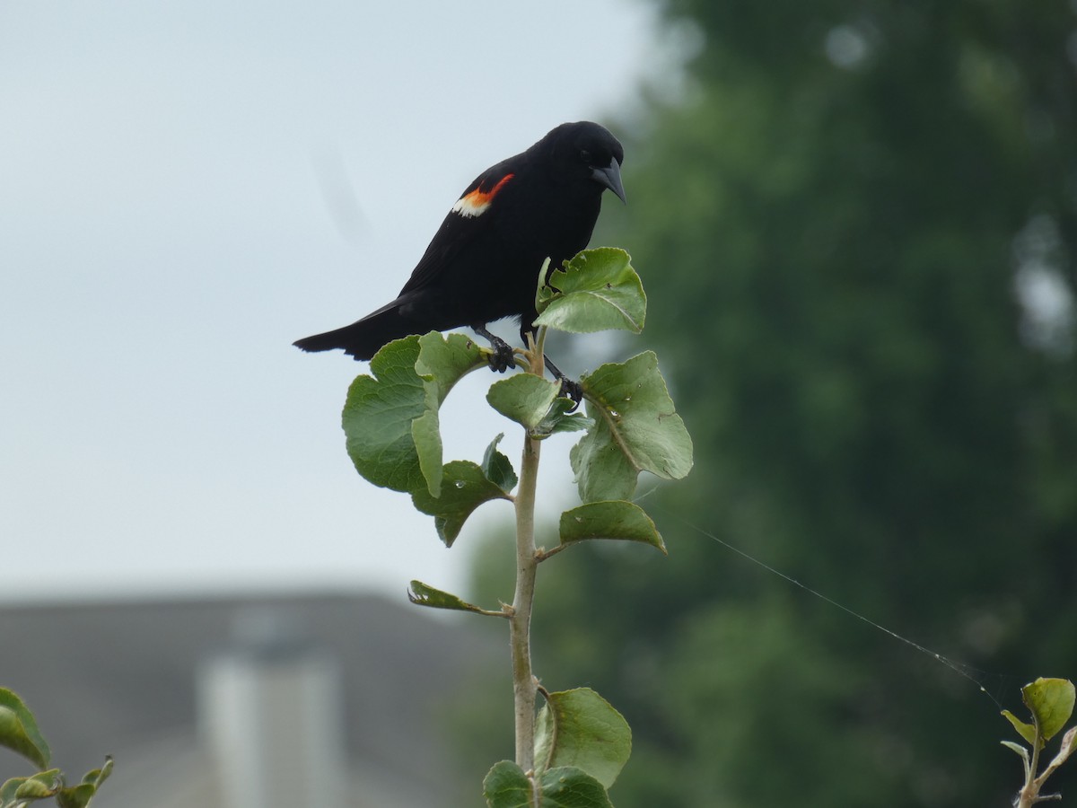 Red-winged Blackbird - ML620496971